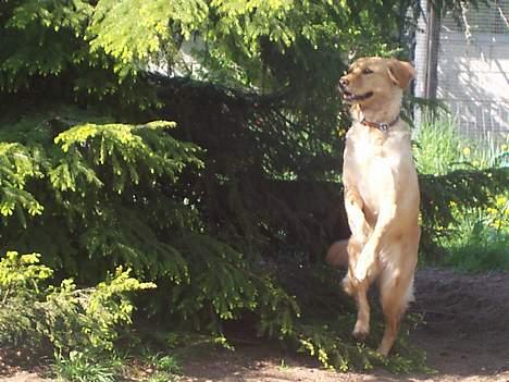 Blanding af racer malou - jeg kan altså ikke se pinden, men den røg her op et sted... :/ billede 8