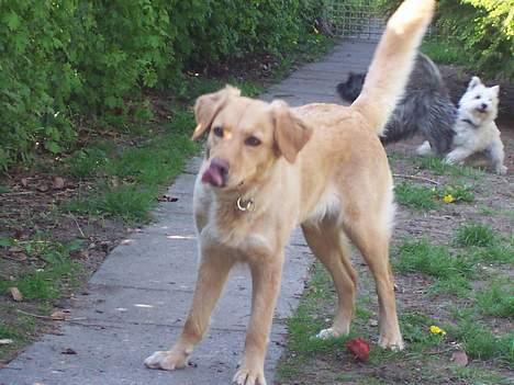 Blanding af racer malou - kast Pinden, KAST PINDEN, kast SÅ den pind..... billede 9