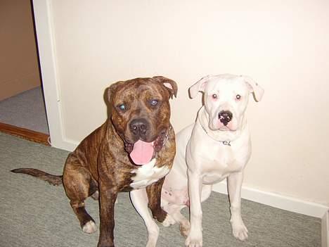 Blanding af racer Mailo  R.I.P. - Mailo og Oscar (kærestens am. bulldog) billede 8