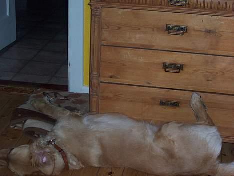 Blanding af racer malou - Hun er så god til akrobatic selv når hun sover! :) billede 10