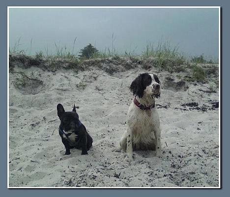 Fransk bulldog Shorty R.I.P. - Shorty og Diana på stranden ved Øster Hurup billede 4