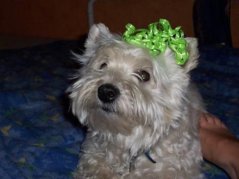 West highland white terrier Frida - De sagde her var fest, men jeg var den eneste med en fin hat! :) billede 1