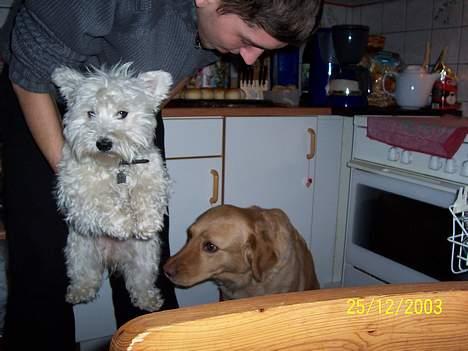 West highland white terrier Frida - jeg ved ikke helt om jeg bryder mig om at flyve, der er SÅ langt ned... :/ billede 2