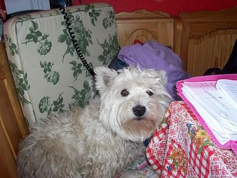 West highland white terrier Frida - Øv troede lige at jeg kunne nå en snack på bordet... hihi :) billede 3