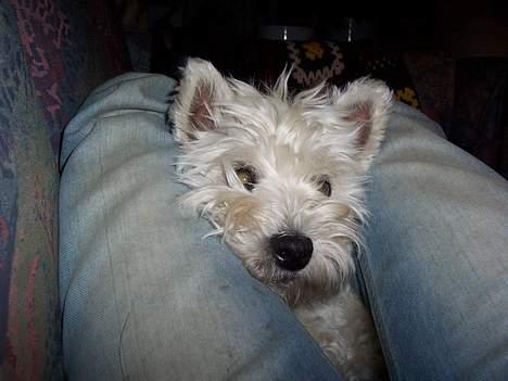 West highland white terrier Frida - "Annika" dine lår er lidt fede, mit hoved bliver jo lidt mast... billede 4
