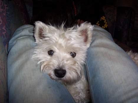West highland white terrier Frida - det var bedre, nu føler jeg mig lige tilpas, til en gang nussen ik´?? billede 5