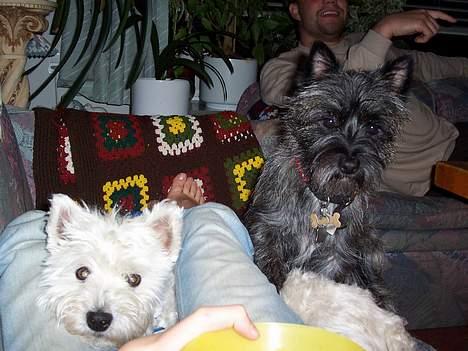 West highland white terrier Frida - har du mussien?? må jeg låne?? billede 6