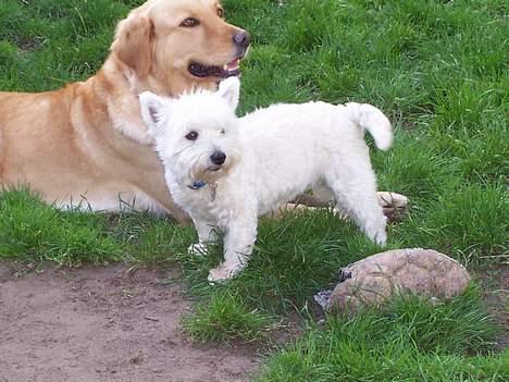 West highland white terrier Frida - jeg hader når mor har klippet mig, føler mig lidt som et får... MÆÆH :( billede 7