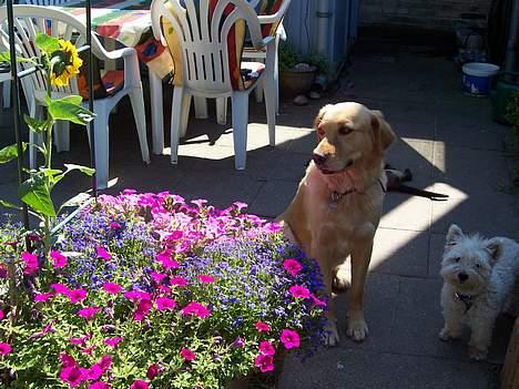 West highland white terrier Frida - jeg holder mig bare lidt i baggrunden, (eller hjørnet) blomsterne er jo SÅ fine... billede 8