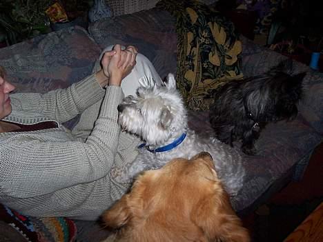 West highland white terrier Frida - giv mig den der du har, jeg er sikker på at det er din mussi du har der til mig... jubii :) billede 9