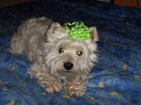 West highland white terrier Frida - fest og farver det kan vi li´ :D billede 10