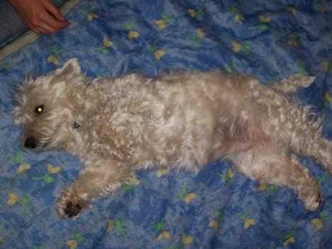 West highland white terrier Frida - jeg er træt gå din vej... :/ billede 11