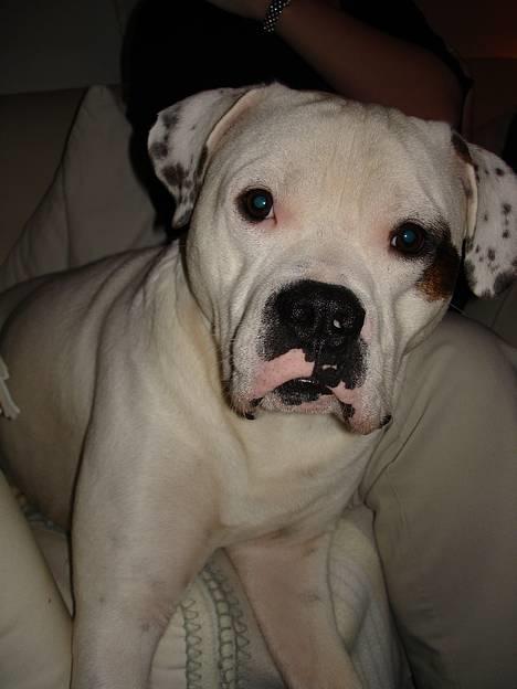 Amerikansk bulldog Chopin - Hvad siger du??  17/1-07 billede 1