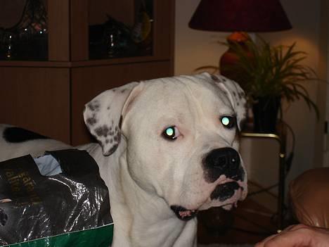 Amerikansk bulldog Chopin - 17/1-07 billede 2