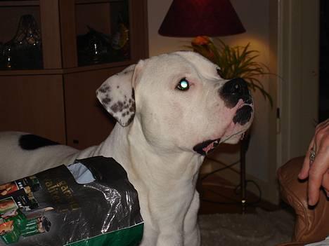 Amerikansk bulldog Chopin - 17/1-07 billede 3