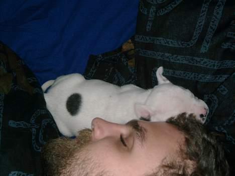 Amerikansk bulldog Chopin - En lille hyggestund billede 4