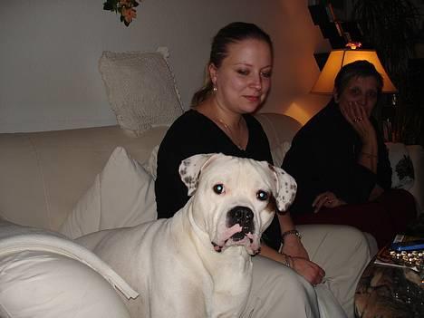 Amerikansk bulldog Chopin - 17/1-07 billede 5