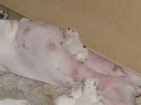 Amerikansk bulldog Chopin - Ha, her kan jeg få lov at ligge i fred ;-) billede 6