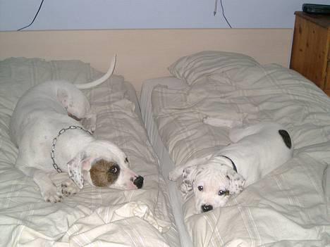 Amerikansk bulldog Chopin - Sammen med min mor :-) billede 7