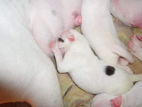 Amerikansk bulldog Chopin - En af de første gange jeg selv suttede ;-) billede 8