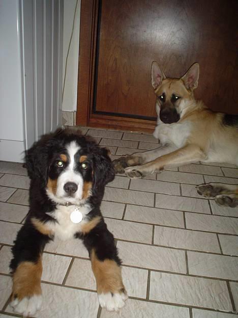 Berner sennenhund brutus  :-)  (-: billede 8