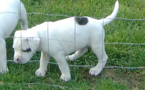 Amerikansk bulldog Chopin billede 9