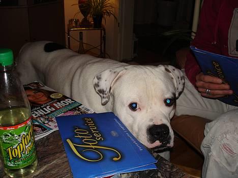 Amerikansk bulldog Chopin - 17/1-07 billede 10