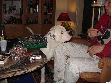 Amerikansk bulldog Chopin - 17/1-07 billede 11