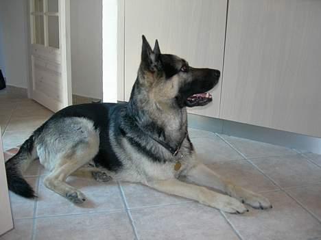 Schæferhund Rex (Død) billede 10