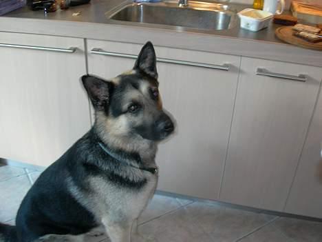 Schæferhund Rex (Død) billede 11