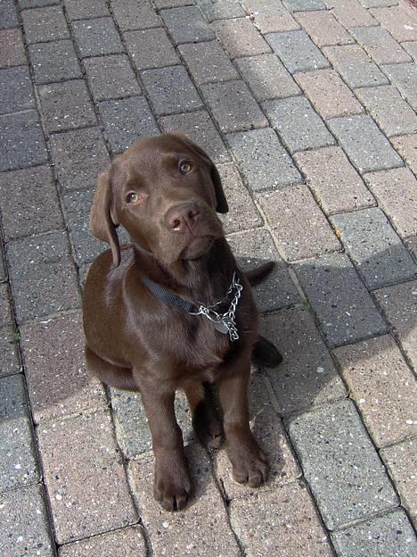 Labrador retriever Tyzon <3 - Tyzon . billede 1