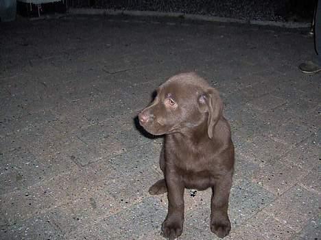 Labrador retriever Tyzon <3 - så´så dejlig <3 billede 2
