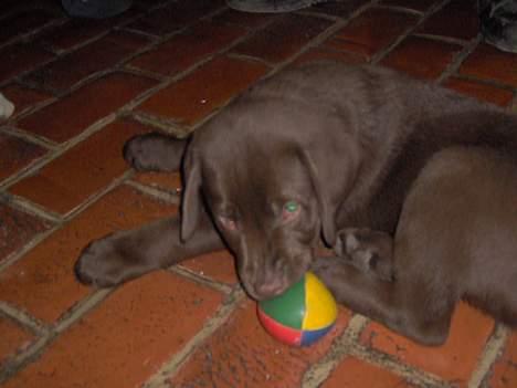 Labrador retriever Tyzon <3 - Mums ? billede 3
