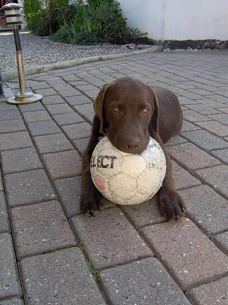Labrador retriever Tyzon <3 - KUN din bold igås Tyzon? billede 4