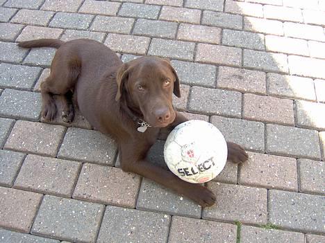 Labrador retriever Tyzon <3 - <33 billede 6