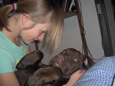Labrador retriever Tyzon <3 - Stine&Tyzon <33 billede 7