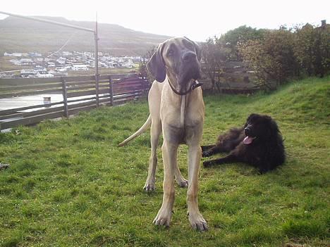 Grand danois Grand de Feld´s Kimba - Er jeg ikk nuttet?  ;) billede 16