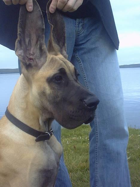 Grand danois Grand de Feld´s Kimba - Jaja, så skulle mine store ører også visest frem.... billede 17