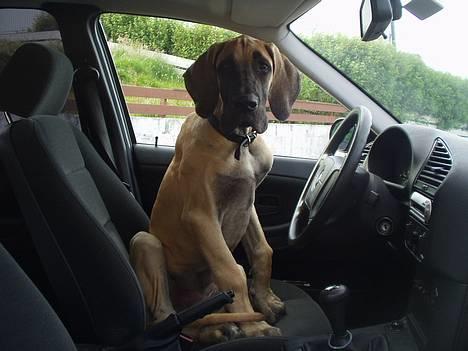 Grand danois Grand de Feld´s Kimba - Kom nu, mor.. så vil jeg hjem.. billede 18