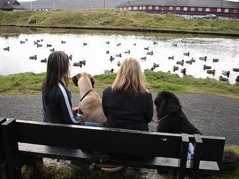 Grand danois Grand de Feld´s Kimba - Så kan du lære det..!  ;) billede 19