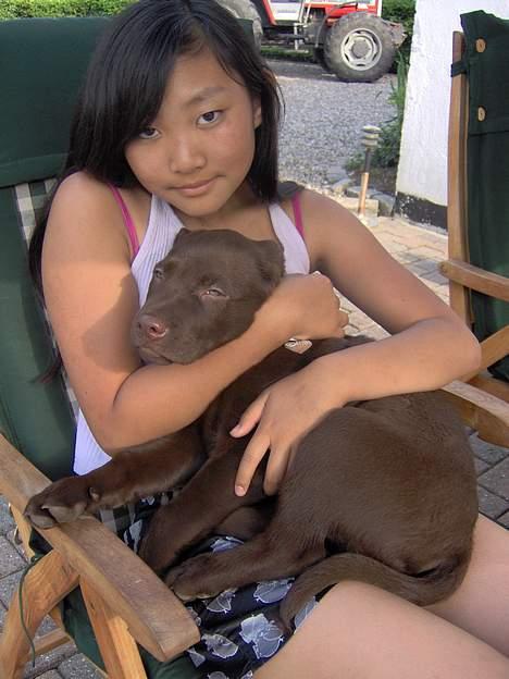 Labrador retriever Tyzon <3 - <3333333 billede 8