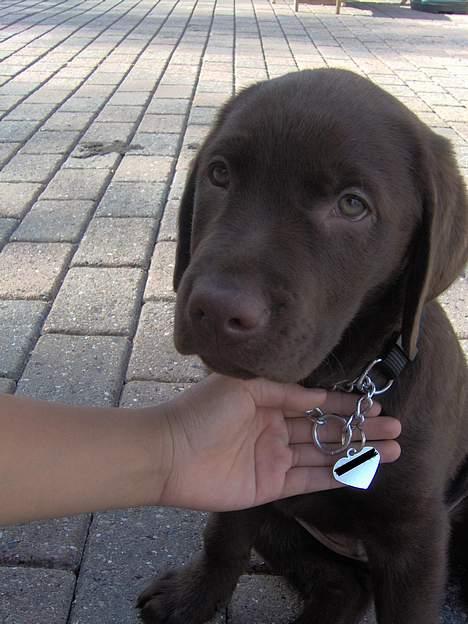 Labrador retriever Tyzon <3 - Telefonnummeret vente udad :p . billede 9