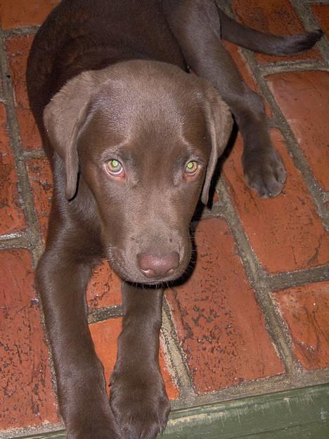 Labrador retriever Tyzon <3 - hundeøjne?! billede 10
