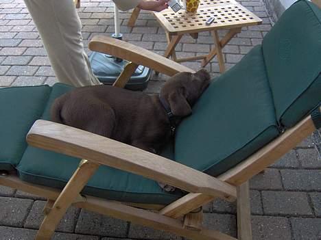Labrador retriever Tyzon <3 - sårn kan man jo os ligge . <3 billede 11