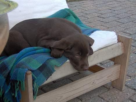 Labrador retriever Tyzon <3 - nurh lille tyzon <33 billede 12