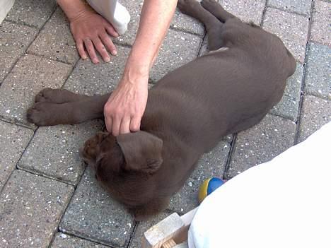 Labrador retriever Tyzon <3 - Elsker diig <3 billede 13