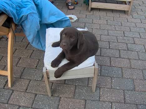 Labrador retriever Tyzon <3 - Så´ dejlig en hund ! billede 14