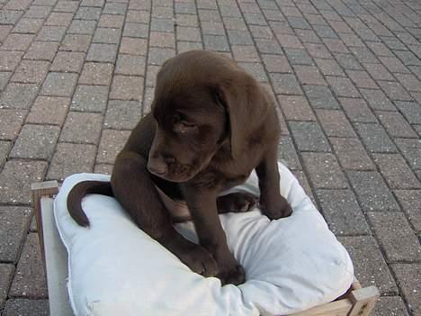 Labrador retriever Tyzon <3 - Du er en lille frækkert <3 billede 15