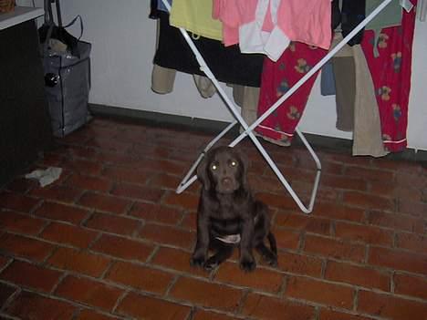 Labrador retriever Tyzon <3 - nutsiiii <3 billede 16