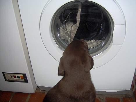 Labrador retriever Tyzon <3 - Sikke en spændende vaskemaskine ? hvad mon den laver ? billede 17